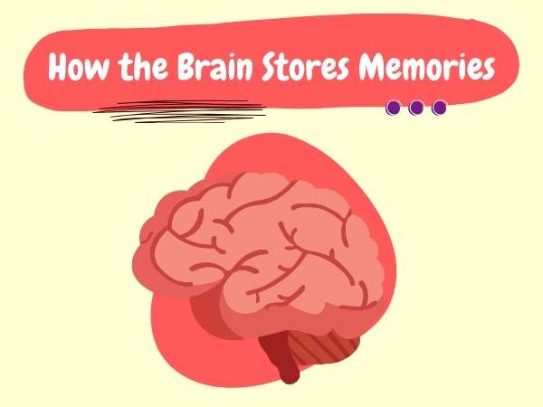 How the Brain Stores Memories