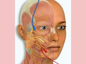 The Facial Nerve's Anatomy