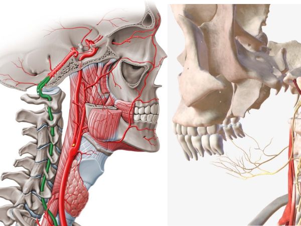 The Vertebral Artery Anatomy in DETAIL