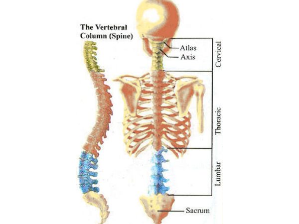 Three layers make up the vertebral artery