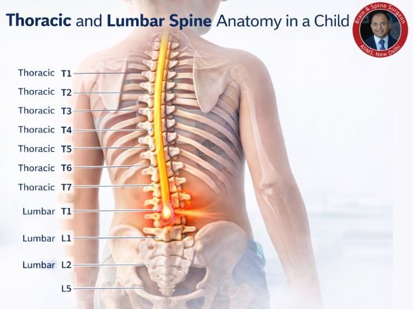 Thoracic and lumbar spine anatomy