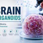 Mini brain organoids and potential research
